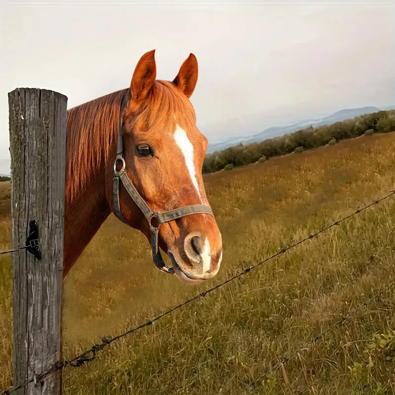 🐴Cute animal voyeur art