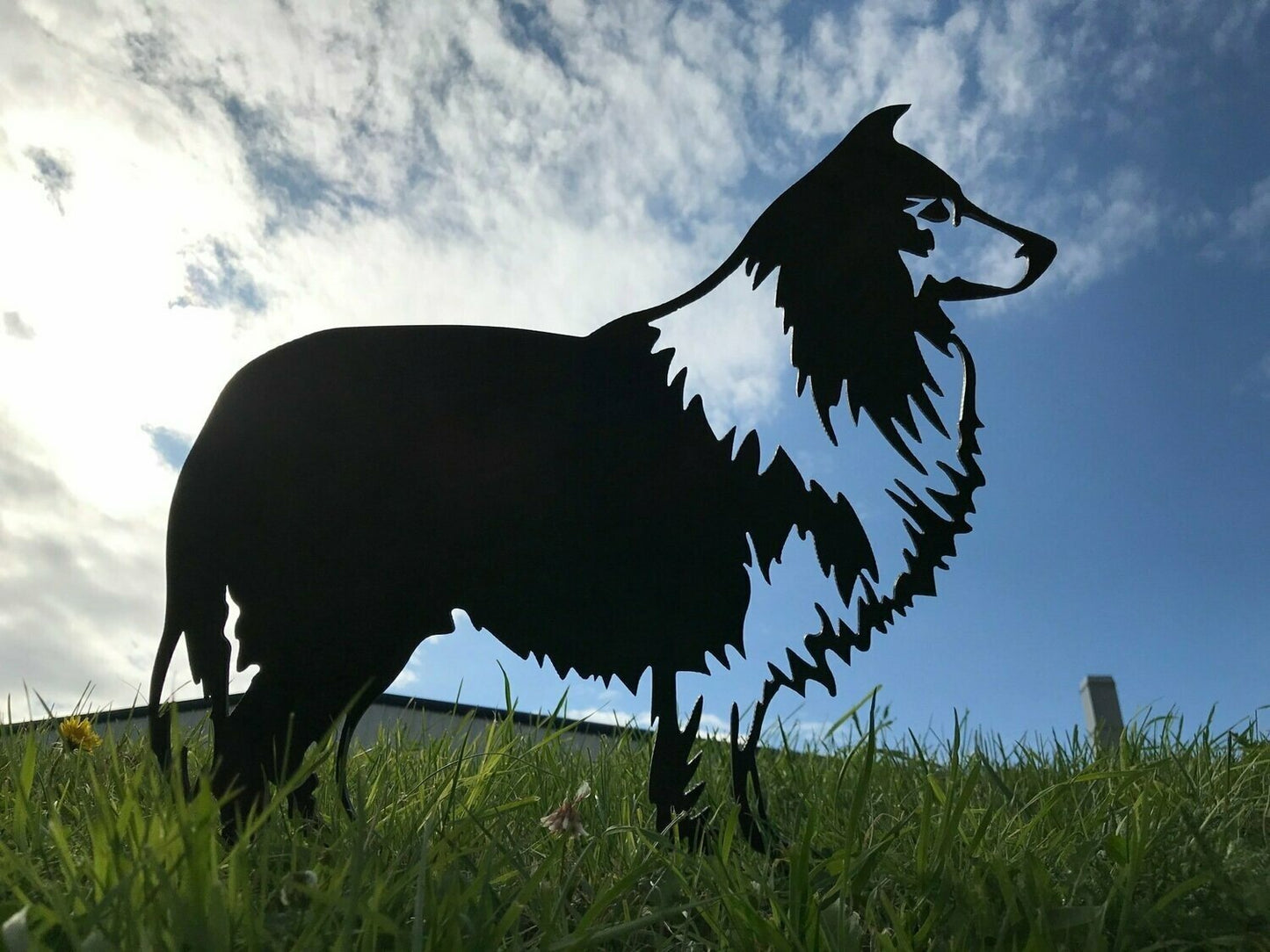 Rough Collie