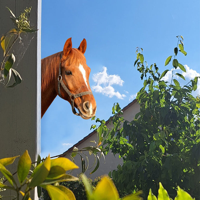 🐴Cute animal voyeur art